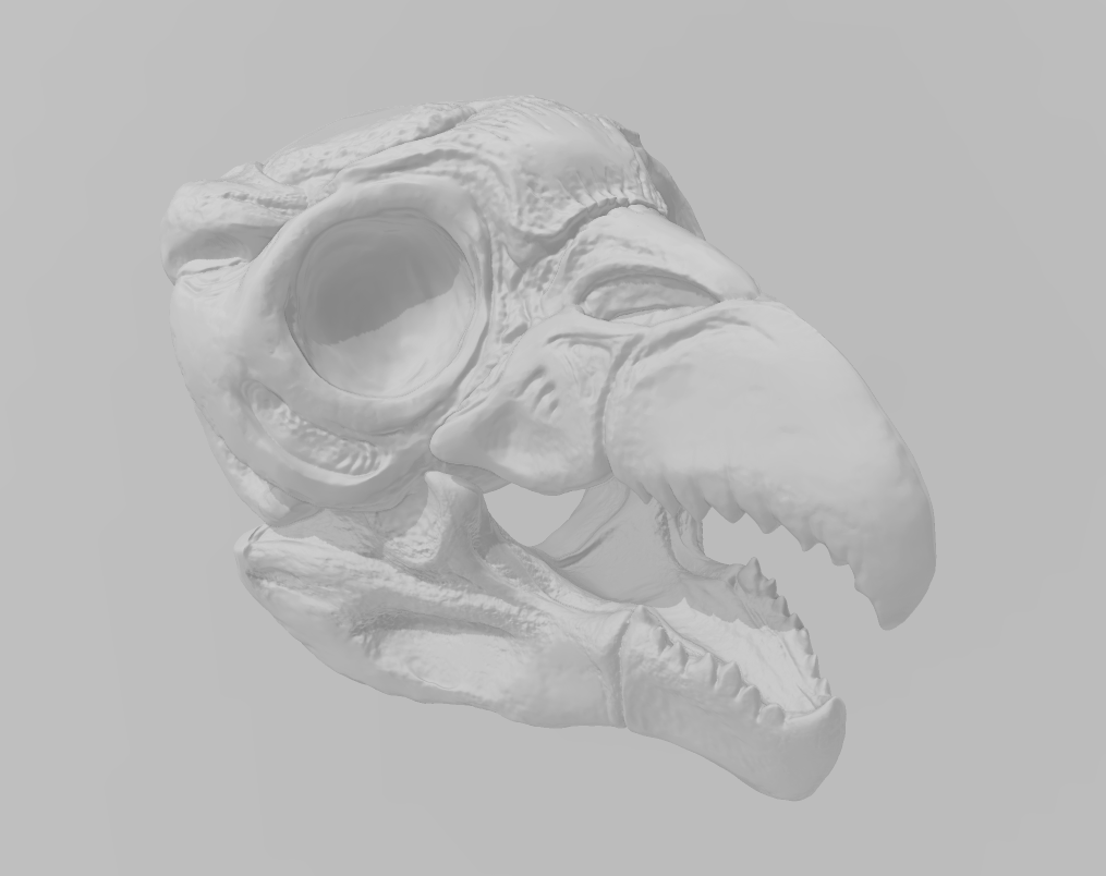 Owlbear Skull - Obliegs - Items - EC3D - Fantasy RPG