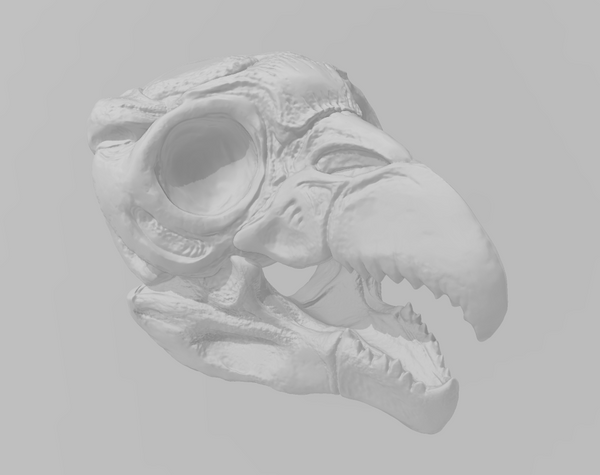 Owlbear Skull - Obliegs - Items - EC3D - Fantasy RPG